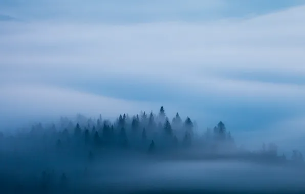 Картинка лес, синий, туман, утро