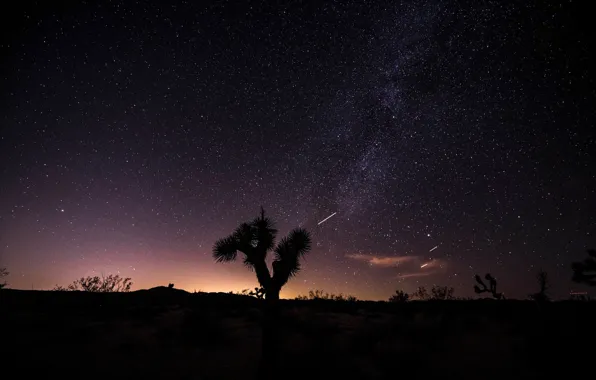 Картинка небо, звезды, ночь, пустыня, дерево джошуа