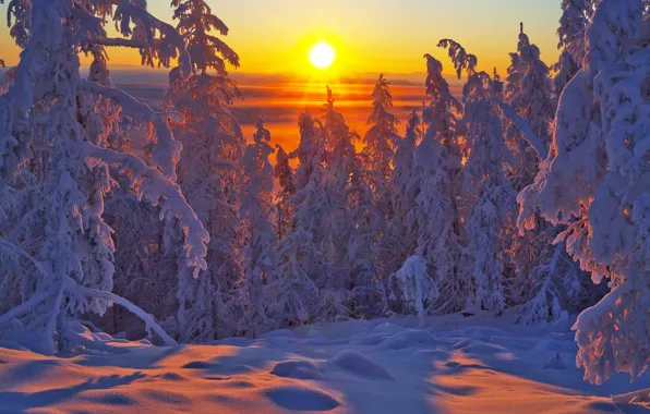 Картинка зима, лес, снег, деревья, закат, ели, Россия, Якутия, Владимир Рябков, Оймяконский улус