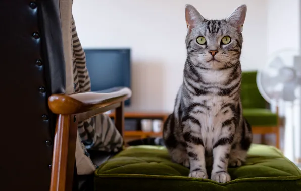 Картинка кошка, глаза, кот, взгляд, морда, серый, фон, комната, мебель, кресло, сидит, полосатый, милашка, зеленые глаза, …