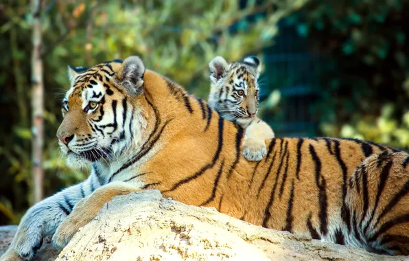 Картинка животные, природа, камень, хищники, детёныш, тигры, тигрица, тигрёнок
