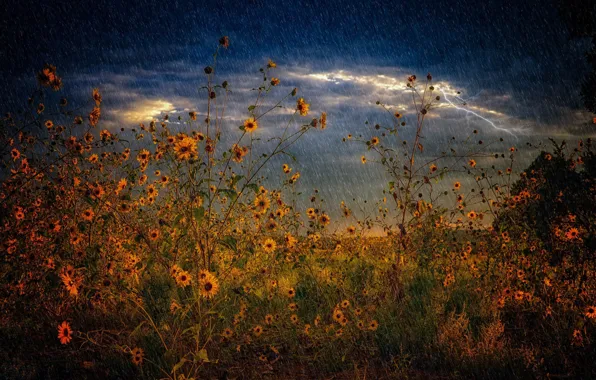 Картинка гроза, поле, лето, дождь