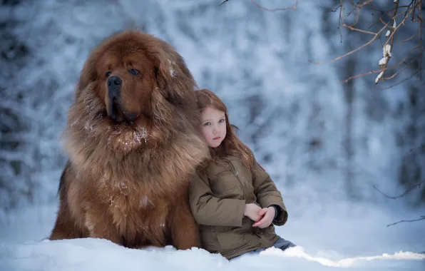 Картинка зима, снег, настроение, собака, девочка, друзья, пёс, Тибетский мастиф