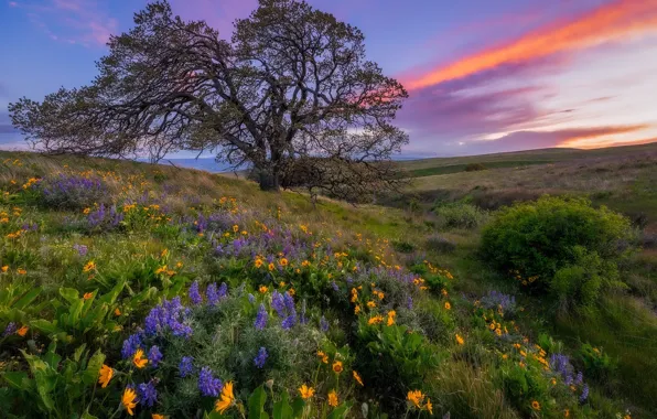 Картинка закат, цветы, дерево, луг, Columbia Hills State Park, Washington state