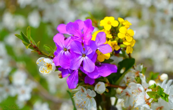 Картинка Цветочки, Flowers, Цветение, Фиолетовые цветы, Flowering, Purple flowers