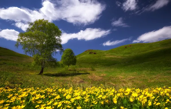 Картинка зелень, трава, облака, степь, тепло, дерево, холмы, весна, май, цветы полевые