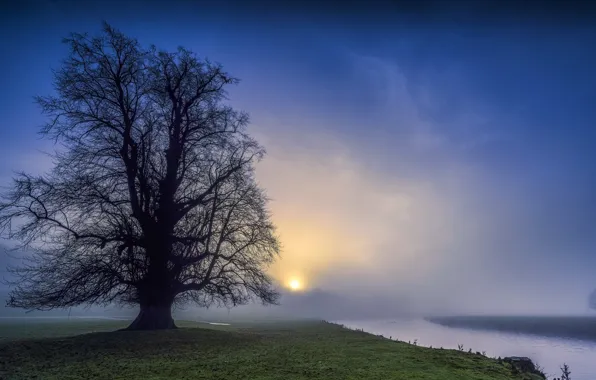 Картинка ночь, туман, река, дерево