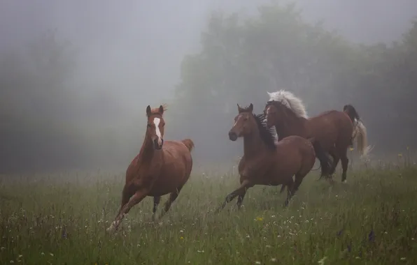 Картинка поле, лето, трава, деревья, природа, туман, настроение, конь, лошадь, кони, утро, лошади, луг, три, коричневый, …