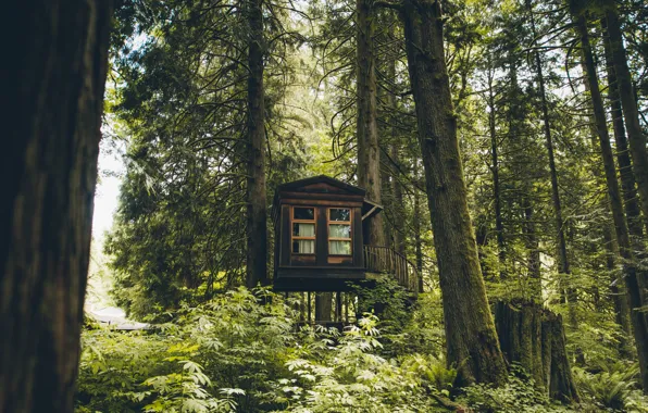 Картинка лес, деревья, домик, Washington