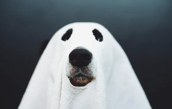 Картинка собака, нос, привидение