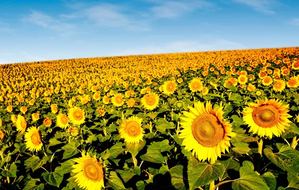 Картинка поле, небо, солнце, подсолнухи, желтые, боке