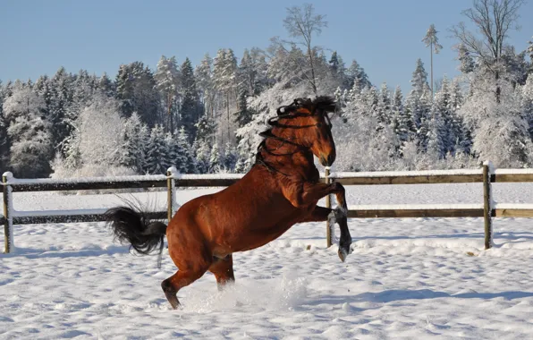 Картинка зима, снег, конь, лошадь, прическа, грива, косички, встал на дыбы