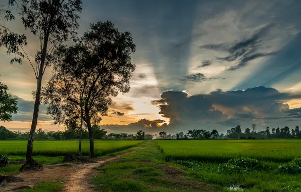 Картинка зелень, поле, небо, трава, облака, деревья, Вьетнам, тропинка