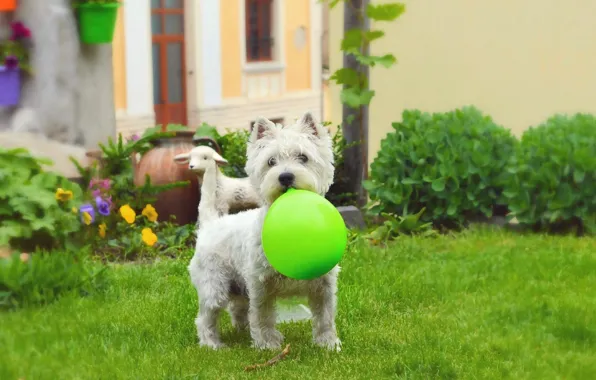 Картинка трава, Шар, Собачка, Dog, Grass, воздушный шарик, Вест-хайленд-уайт-терьер