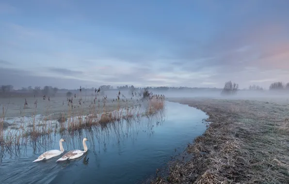 Картинка туман, река, лебеди