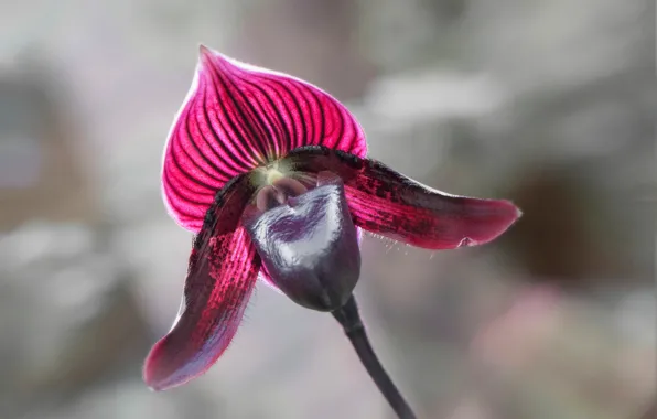 Картинка макро, лепестки, орхидея