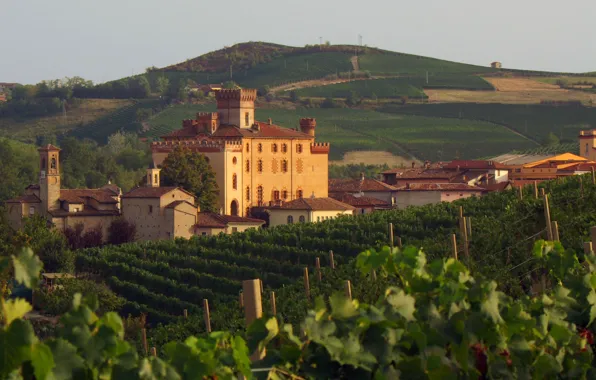 Картинка Italy, wine, Piemonte, vineyard, red wine, Barolo, Denominazione di Origine Controllata e Garantita, DOCG, vitis …