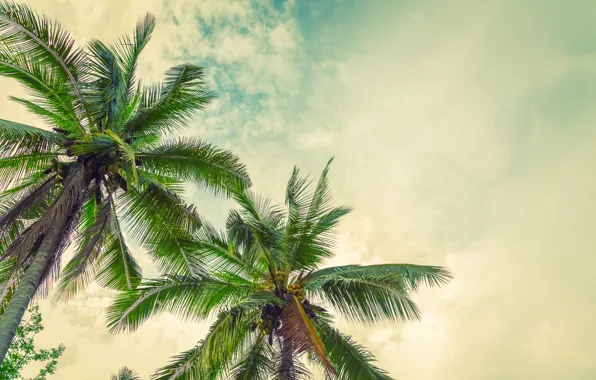 Картинка пляж, лето, солнце, пальмы, summer, beach, paradise, palms, tropical