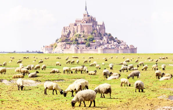 Картинка поле, замок, Франция, овцы, монастырь, Нормандия, Мон-Сен-Мишель