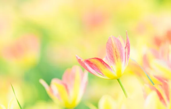 Картинка тюльпан, весна, лепестки