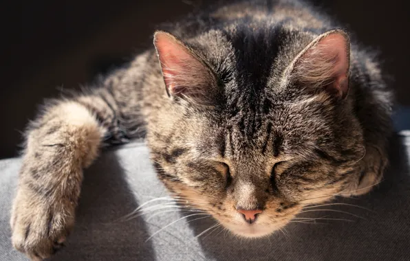 Картинка кошка, кот, сон, мордочка, спящий кот