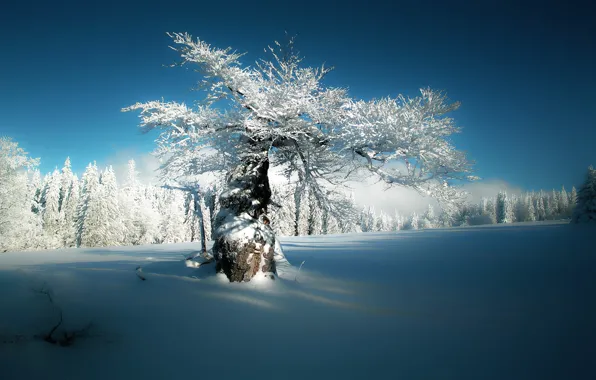 Картинка зима, лес, снег, дерево, Германия, Бавария, Germany, Bavaria, Hirschbach, Хиршбах