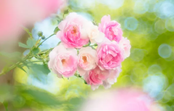 Картинка розовый, нежность, розы