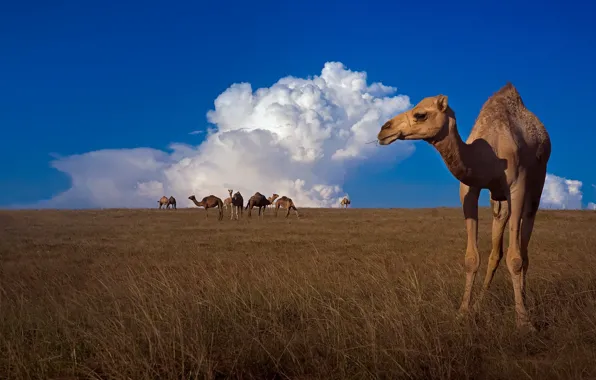 Картинка небо, природа, верблюды
