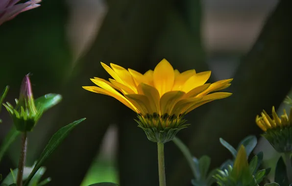 Картинка Боке, Bokeh, Желтый цветок, Yellow flower