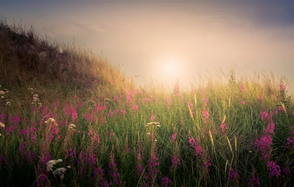 Картинка поле, свет, цветы, туман, утро