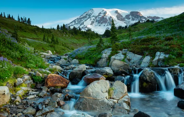 Картинка зелень, трава, деревья, цветы, ручей, камни, гора, долина, США, Mt Rainier National Park