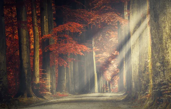 Картинка дорога, лес, деревья, лучи света, листя