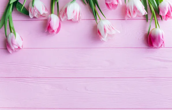 Картинка цветы, тюльпаны, розовые, fresh, wood, pink, flowers, beautiful, tulips, spring, tender