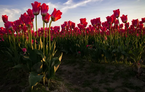 Картинка поле, небо, тюльпаны, красные