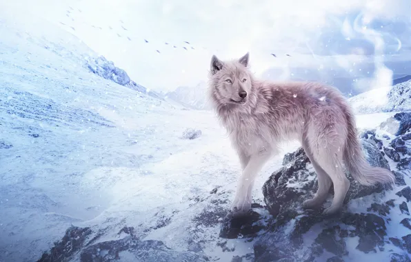 Картинка снег, горы, волк, by Fiirewolf
