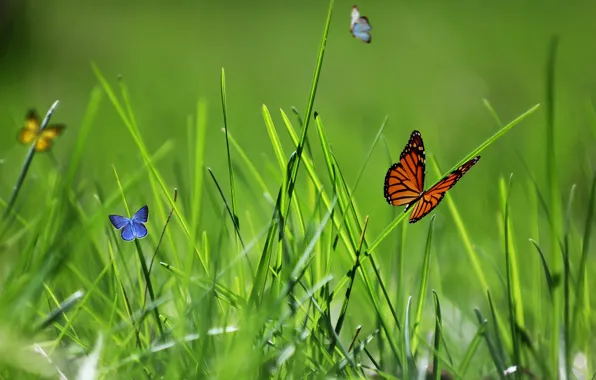 Картинка бабочки, природа, весна, травка