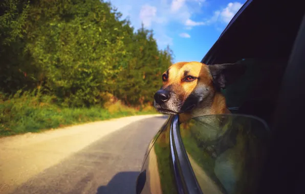 Картинка взгляд, собака, автомобиль
