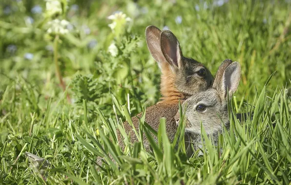 Картинка трава, зайцы, уши