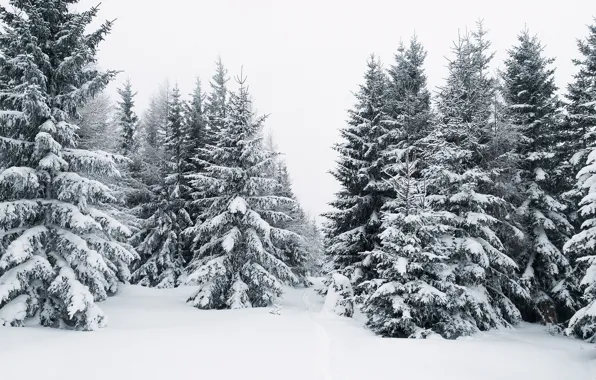 Картинка зима, лес, снег, ёлки