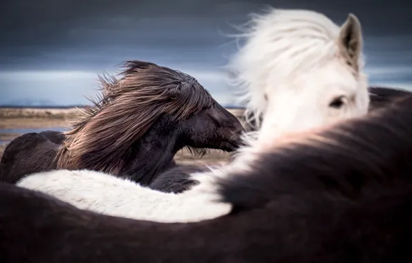 Картинка небо, ветер, лошади, Исландия