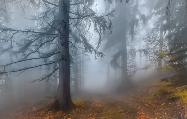 Картинка Autumn, Fog, Forest, Leaves, Twigs