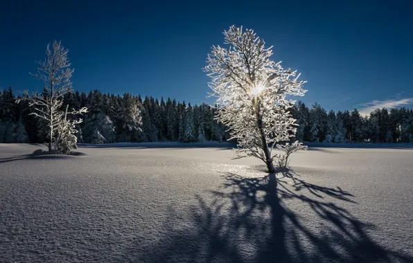 Картинка зима, свет, снег, дерево, утро