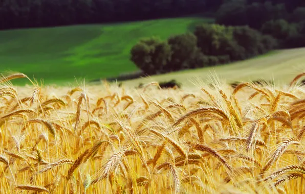 Картинка пшеница, поле, лес, трава, желтые, луг, колосья
