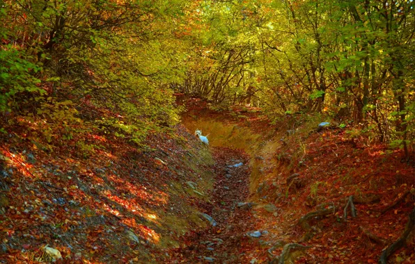 Картинка Осень, Лес, Собачка, Dog, Fall, Листва, Autumn, Colors, Forest, Leaves, Вест-хайленд-уайт-терьер