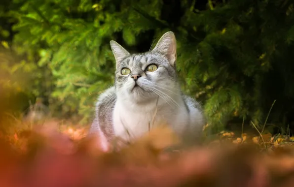 Картинка осень, лес, кошка, кот, взгляд, природа, серый, ель, хвоя, зеленые глаза
