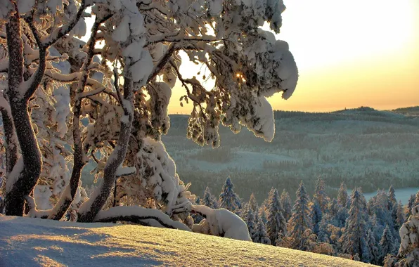 Картинка зима, снег, деревья, природа, ели, Hannu Koskela