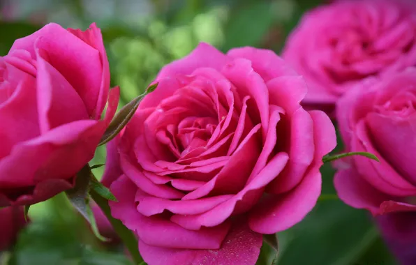 Картинка Flowers, Розовая роза, Pink rose