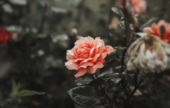 Картинка цветок, нежный, роза, коралЛовый
