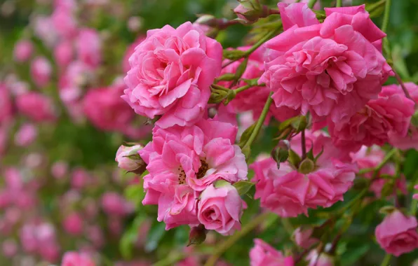 Картинка Бутоны, Pink roses, Розовые розы