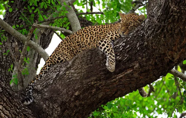 Картинка отдых, сон, хищник, леопард, лежит, Африка, дикая кошка, на дереве